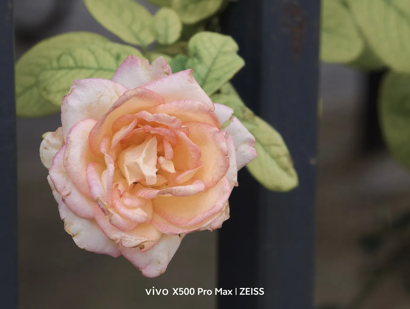 vivo X500 Pro Max — ماكرو بعدسة التقريب (15 سم)